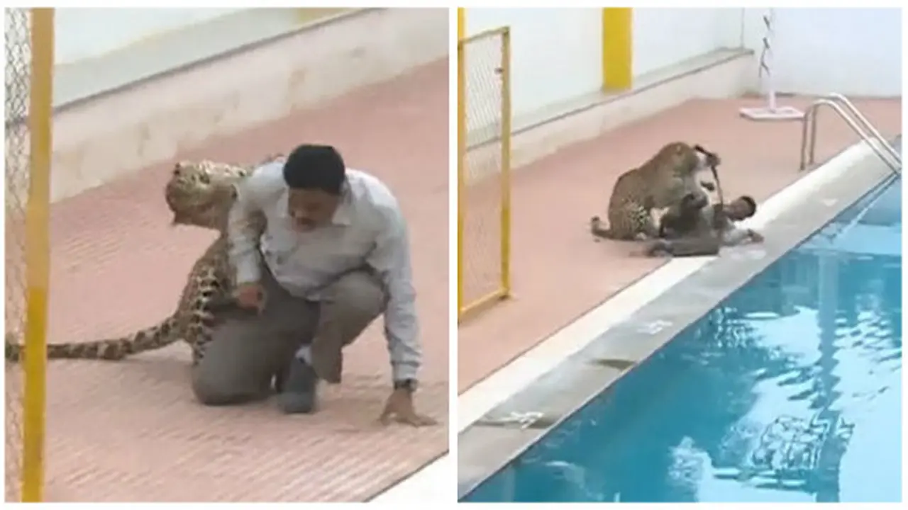 Lepas Lagi, Leopard Kebun Binatang Serang Warga
