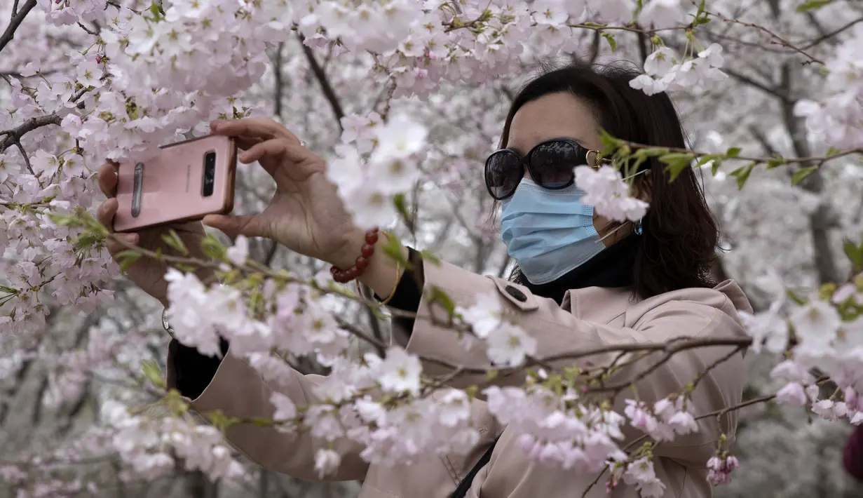 Seorang wanita yang mengenakan masker mengambil gambar bunga sakura di Taman Yuyuantan, Beijing, China, Kamis (26/3/2020). Bunga sakura bermekaran memikat warga untuk keluar rumah dari yang sebelumnya membatasi diri karena pandemi virus corona COVID-19. (AP Photo/Ng Han Guan)