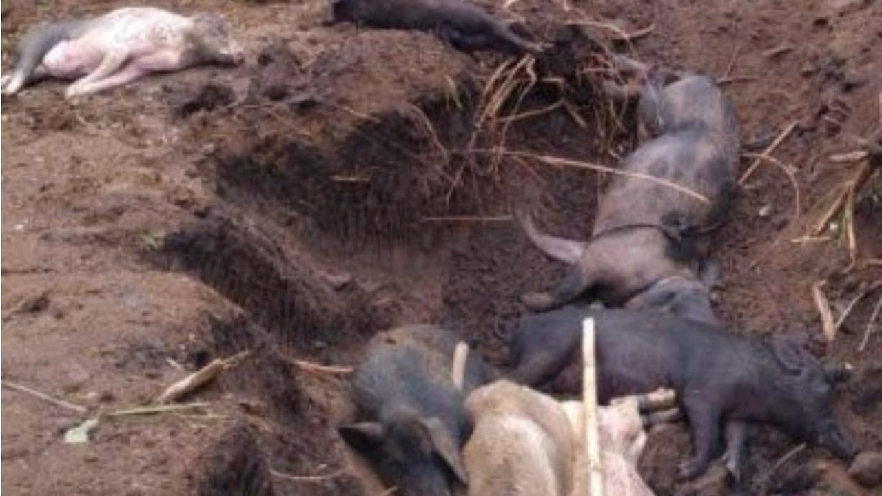 Warga mengubur babi yang mati terserang virus ASF (Liputan6.com/Ola Keda)