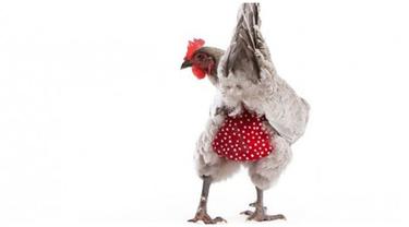 Wow 24+ Gambar Lucu Naik Ayam
