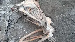 Para peneliti mengatakan dua kerangka itu merupakan pria paruh baya yang meninggal dalam gempa bumi selama letusan gunung Vesuvius yang mengubur kota Italia. (Handout/Parco Archeologico di Pompei press office/AFP)