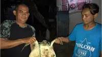 Kisah Petugas BKSDA Gorontalo Selamatkan Nyawa Penyu yang Nyaris Jadi Santapan
