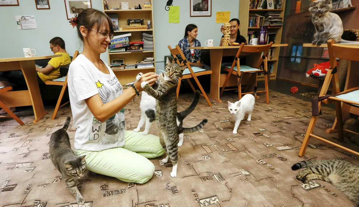 Seorang wanita bermain dengan kucing di 'Kis-Kis' Cat Cafe di Kota Krasnoyarsk, Siberia, Rusia, (6/7/2015). Sekelompok pecinta hewan menjadikan tempat ini sebagai penampungan puluhan kucing yang dikombinasikan dengan kafe. (REUTERS/Ilya Naymushin)