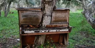 Sebuah piano tua di California ditumbuhi pohon tua dan besar. Seiring pertumbuhannya, si pohon membelah piano seolah-olah pohon tersebut tumbuh di antara piano. (Sumber: inovasee.com)