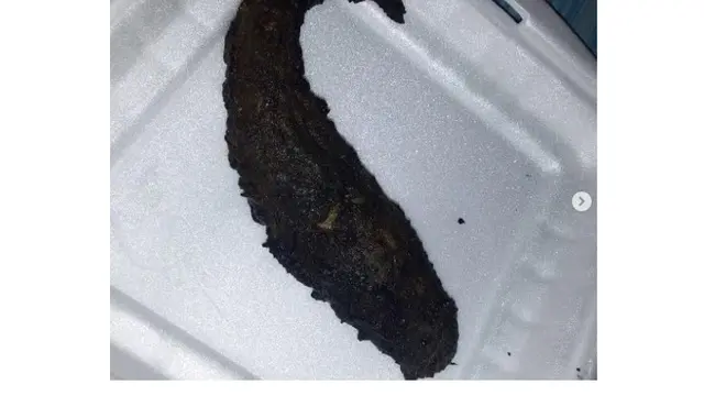 6 Momen Apes Menu Pecel Lele Gosong Ini Bikin Enggak Napsu Makan