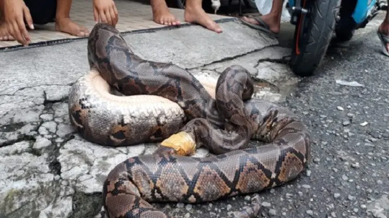 Ular Piton Bermunculan Usai Banjir Solo