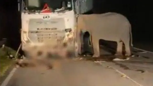Kasih Ibu Tanpa Batas: Induk Gajah Tak Mau Tinggalkan Anak yang Tewas Ditabrak Truk