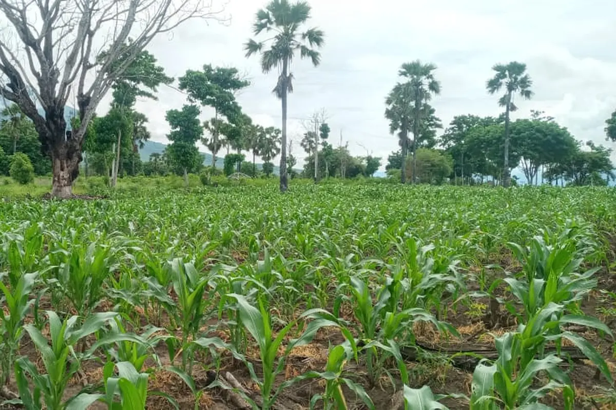 Puluhan hektare tanaman jagung warga Ile Ape- Lembata diserang ulat grayak. (Liputan6.com/ Doinisius Wilibardus)