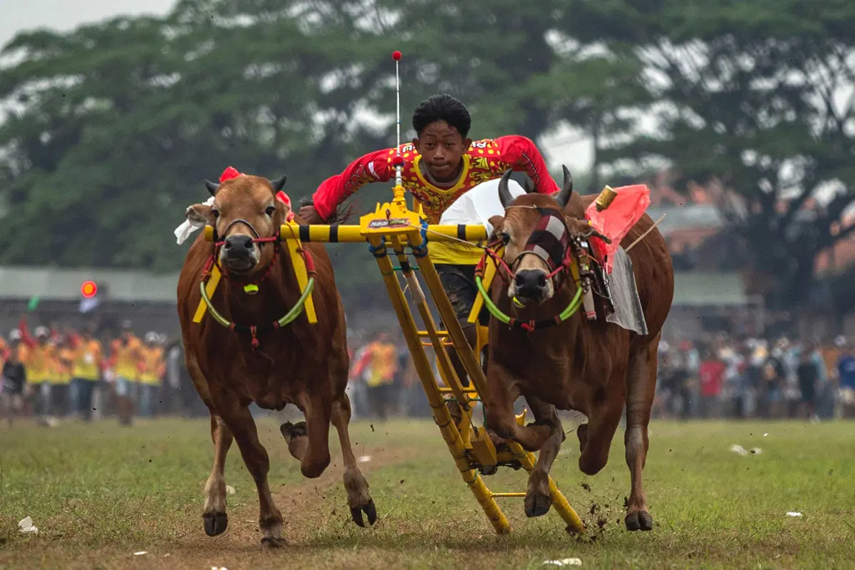 Indonesia Budaya Tradisi karapan