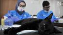 Dinas KPKP Jakarta Timur bersama tim dokter dari Pusat Pelayanan Kesehatan Hewan dan Peternakan saat melakukan sterilisasi atau kebiri kucing jantan di Kantor Kecamatan Duren Sawit, Jakarta, Rabu (27/2). (Merdeka.com/Iqbal S. Nugroho)