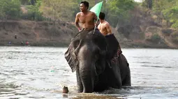 Mahout Y Ktuc Eban menunggangi gajahnya dalam lomba renang menyeberangi sungai selama festival gajah Buon Don di Provinsi Dak Lak, Vietnam, 12 Maret 2019. Sebelum berlomba, gajah-gajah peserta lomba ini diperlakukan istimewa. (Manan VATSYAYANA/AFP)