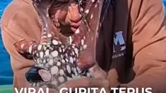 Seorang nelayan sekaligus influencer di Filipina viral setelah seekor gurita hasil tangkapannya menempel di wajahnya dan sulit dilepaskan.