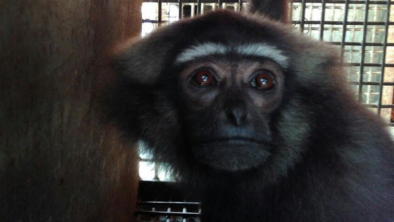 Kelempiau, Primata Berwajah Imut Bernasib Sendu