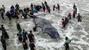 Anggota Prefektur Angkatan Laut Argentina dan para sukarelawan menyelamatkan seekor paus bungkuk yang terdampar di Mar del Plata, Argentina (9/4). Paus itu terdampar pada Sabtu sore (7/4) dan mati pada hari Senin (9/4). (AP / Pablo Hugo Funes)