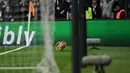 Seekor kucing masuk ke lapangan dan menginterupsi laga antara Besiktas kontra Bayern Munchen pada leg kedua 16 besar Liga Champions di Stadion Vodafone, Kamis (15/3). Kucing itu  sempat mengganggu jalannya pertandingan pada menit ke-50. (OZAN KOSE/AFP)