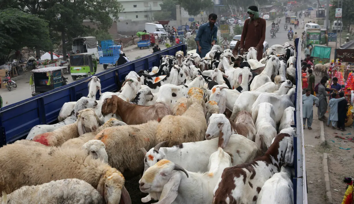 Pedagang Pakistan bersiap menurunkan ternak mereka dari truk di sebuah pasar yang disiapkan untuk Idul Adha di Lahore, Minggu (12/8). Umat Islam di seluruh dunia akan merayakan Hari Raya Idul Adha yang identik dengan tradisi berkurban. (AP/K.M. Chaudary)