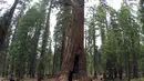 Pengunjung mengambil gambar The Pioneer Cabin Tree sebelum roboh sekitar Mei 2015. Pohon ikonik itu telah roboh dihantam badai musim dingin yang kuat yang melanda negara tersebut. (AP Photo/ Michael Brown)