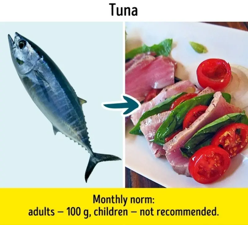 Ikan Tuna. Foto: Bright Side