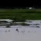 Belasan hektare sawah yang baru saja ditanami di Jambi, terendam banjir, hingga tradisi Makepung kembali digelar di Kabupaten Jembrana.