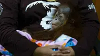 Bayi orangutan digendong petugas BBKSDA Riau setelah gagal diselundupkan dari Kota Dumai tujuan Malaysia. (Liputan6.com/M Syukur)