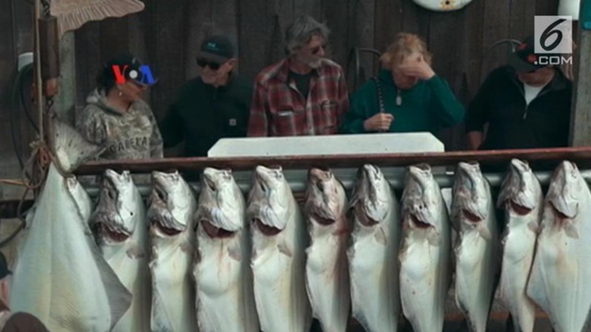 VIDEO Lomba Memancing Halibut Derby di Alaska Global