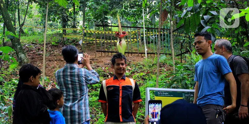 Bunga Bangkai Jadi Daya Tarik Wisatawan Kebun Raya Bogor