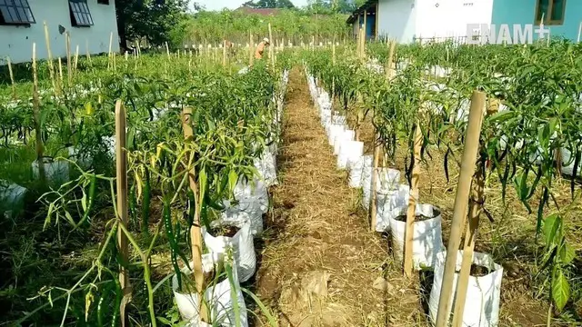 Mahalnya harga cabai membuat sebuah desa di Banyumas Jawa mewajibkan warganya menanam cabai guna mewujudkan kampung cabai