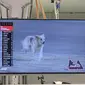 Seekor anjing masuk Bahrain International Circuit pada sesi latihan bebas kedua ajang Formula 1 (F1) GP Bahrain. (Twitter)