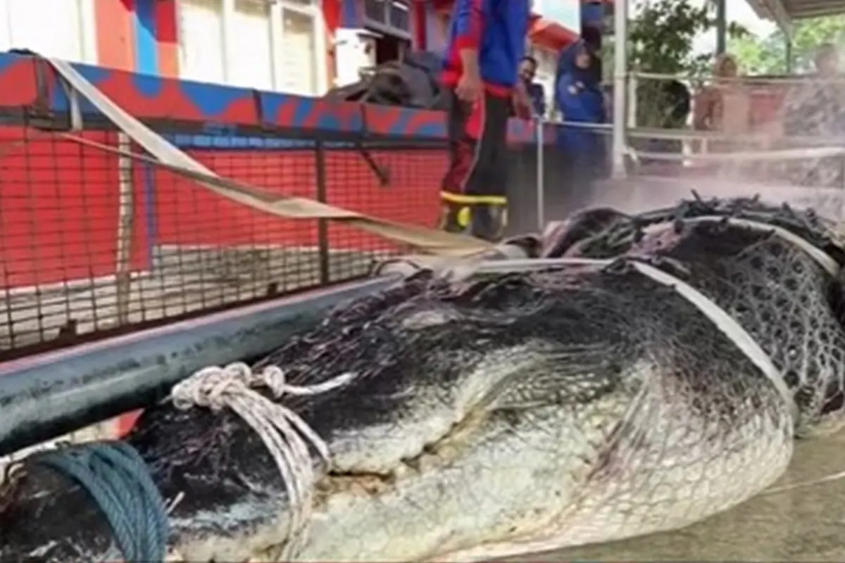 Viral Evakuasi Buaya Raksasa 5,7 Meter di Inhil Riau, Libatkan Puluhan Warga