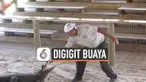 TANGAN PAWANG DIGIGIT