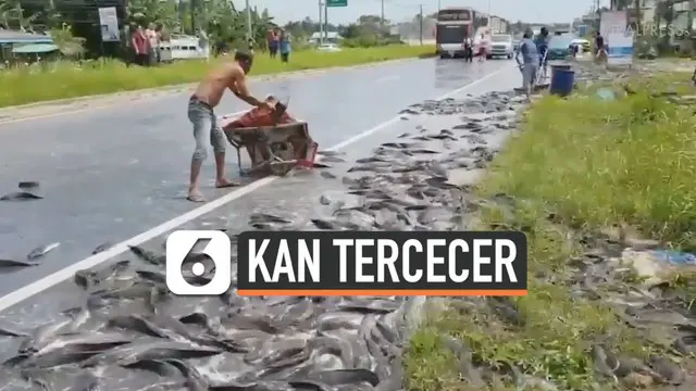 Sebuah truk bermuatan ikan tergelincir dan terbalik ketika melintasi jalan di Krabi, Thailand. Akibatnya, sebanyak dua ton ikan lele tercecer di jalanan.