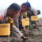 Penamanan 800 bibit cemara laut di Pantai Widuri, Pemalang. (Foto: Liputan6.com/Humas Polres Pemalang)