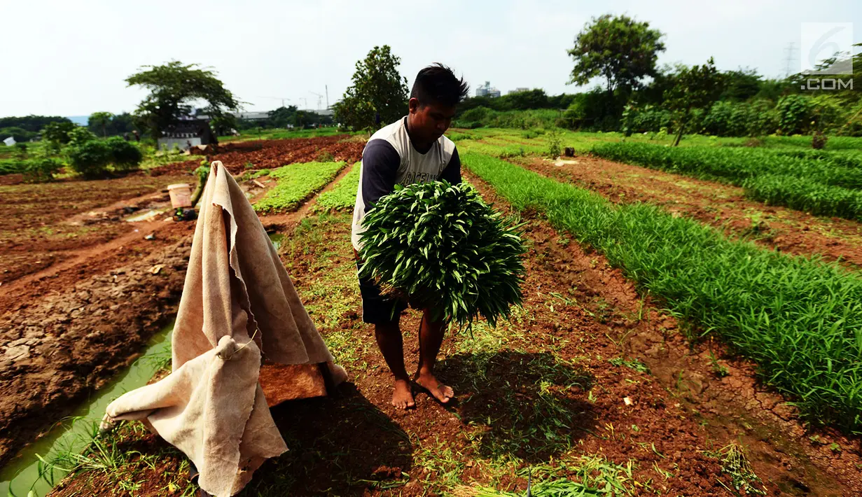 Petani memetik sayur ketika panen Kangkung di lahan garapan Banjir Kanal Timur, Cakung, Jakarta, Rabu (15/5/2019). Meski memanfaatkan lahan kosong untuk dijadikan lahan produktif, namun dengan kondisi cuaca tak menentu seperti ini kadang petani mengalami rugi. (merdeka.com/Imam Buhori)
