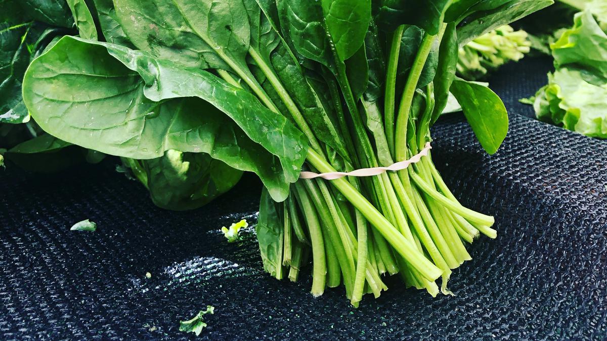 Cara Menyimpan Bayam agar Segar Tahan Lama, Nutrisi Anti Hilang