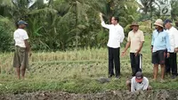 Presiden Jokowi  meninjau pelaksanaan padat karya di Desa Kukuh, Kecamatan Marga, Tabanan, Bali, Jumat (23/2). Nilai proyek yang dianggarkan untuk pembangunan jalan produksi sepanjang 592 meter tersebut Rp 600 juta. (Liputan6.com/Pool/Biro Pers Setpres)