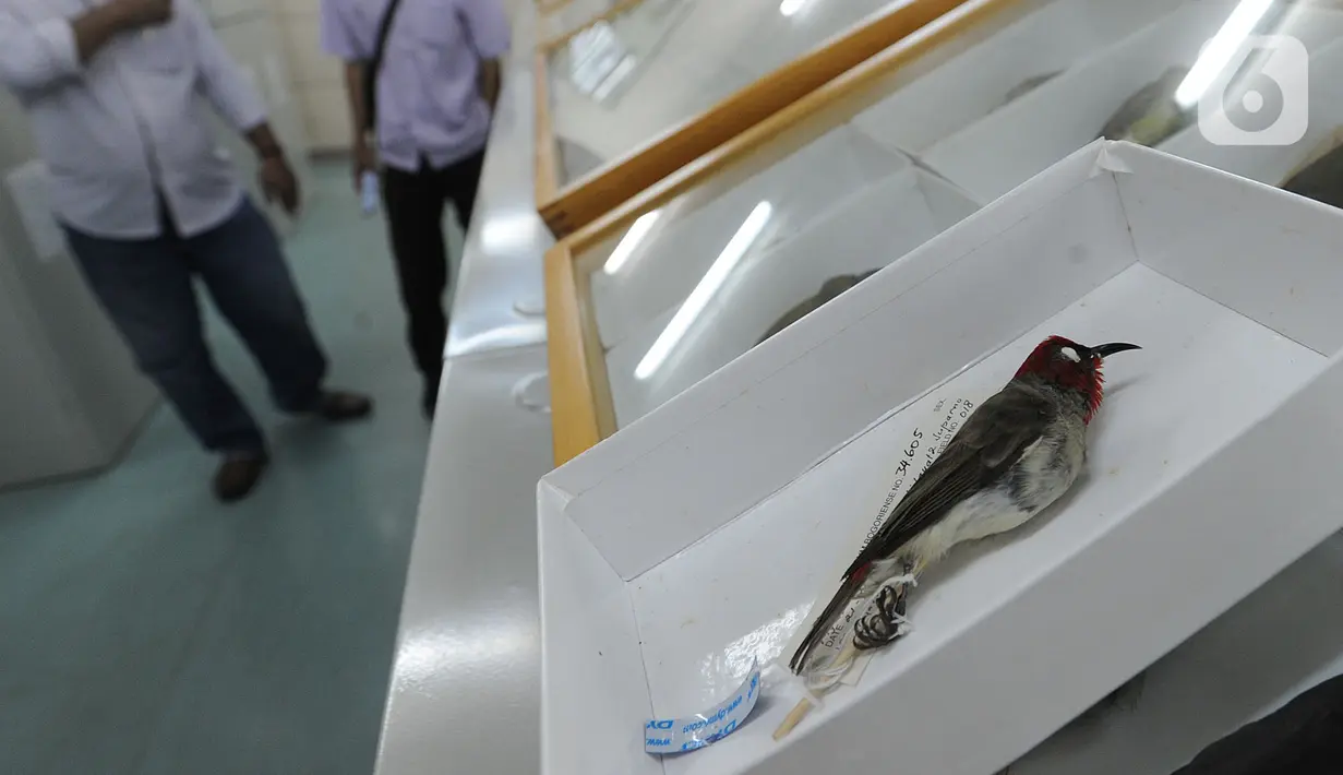 Peneliti menunjukkan burung Myzomela Prawiradilagae di Pusat Penelitian Biologi LIPI, Bogor, Selasa (8/10/2019). Burung jenis baru Myzomela Prawiradilagae diketemukan di Pulau Alor NTT. (merdeka.com/Arie Basuki)