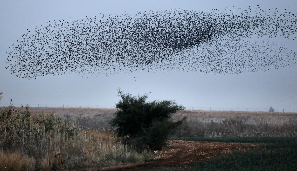 Ribuan burung jalak terlihat menghiasi langit saat melakukan migrasi di atas lahan pertanian dekat kota Beit Shean di Israel, Kamis (21/12). Fenomena burung bermigrasi sering menjadi sasaran fotografi para wisatawan. (AFP PHOTO/MENAHEM KAHANA)