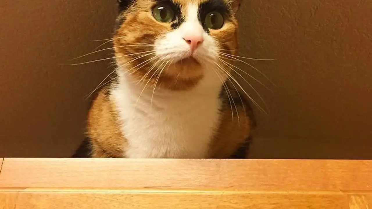 [Bintang] Kucing 