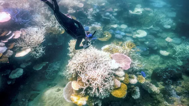 Great Barrier Reef Australia