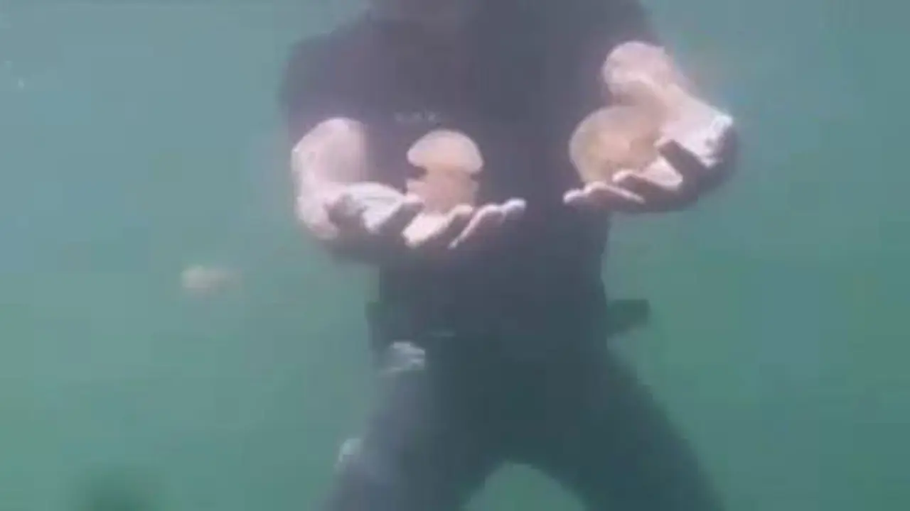 Serunya Berenang Bersama Ubur-ubur Jinak di Danau Paisu