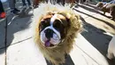 Seekor anjing Bulldog mengenakan kostum menyerupai singa saat ikut berkumpul untuk meraih Rekor Guinness di Mexico City di Meksiko (26/2). (AFP/Alfredo Estrella)