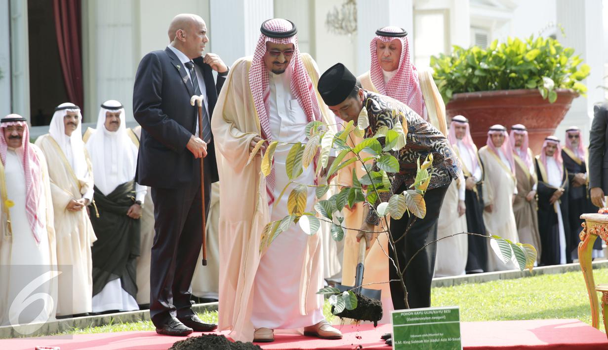 Raja Arab Saudi Salman bin Abdulaziz Al Saud didampingi oleh Presiden Joko Widodo saat menanam Pohon Ulin di halaman tengah Istana Merdeka, Jakarta, Kamis (2/3). (Liputan6.com/Angga Yuniar)