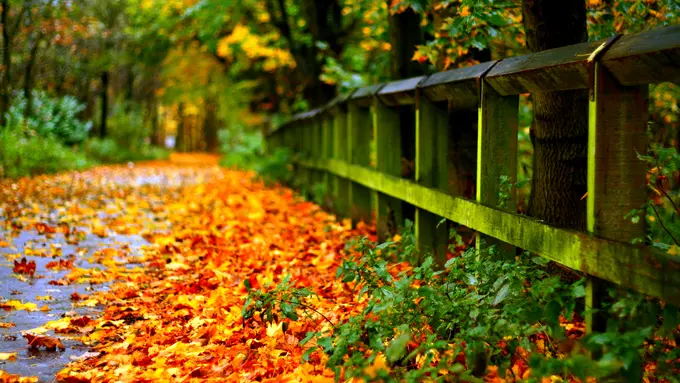 10 Foto Musim Gugur yang Bikin Kamu Ingin Migrasi ke Luar Negeri