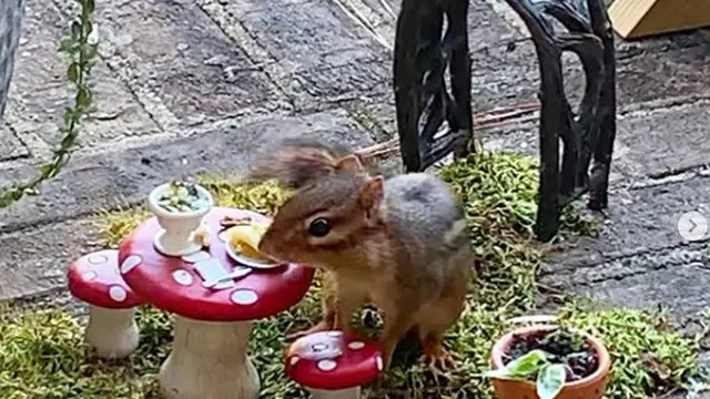Unik, Pemilik Tupai Ini Buat Restoran Khusus Untuk Peliharaannya