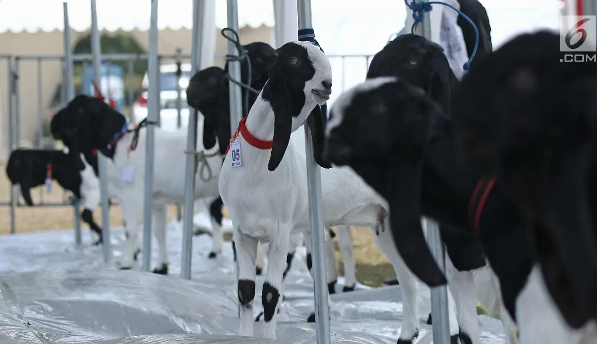 Sejumlah kambing saat mengikuti kontes ternak kambing kaligesing dalam acara Jambore Peternakan Nasional 2017 di Buperta Cibubur, Jakarta, Sabtu (23/9). Kontes ternak kambing kaligesing dikuti 120 peserta. (Liputan6.com/Herman Zakharia)