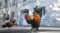 Seekor ayam jantan berdiri di luar pengadilan tinggi (Tribunal de Grande Instance) di Rochefort, Prancis barat, Kamis (4/7/2019). Ayam bernama Maurice tersebut dituduh terlalu berisik oleh tetangganya sehingga menyebabkan polusi suara yang berlebihan. (Photo by XAVIER LEOTY / AFP)