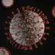 Is hantavirus dangerous? (Photo: Viktor Forgacs/Unsplash)