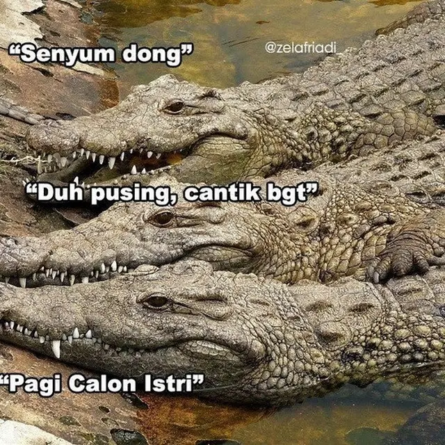 meme buaya darat