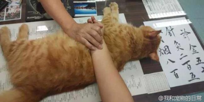 Kucing ini bertugas sebagai bantalan lengan pasien. | Foto: copyright en.rocketnews24.com