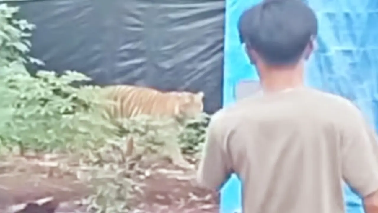 Tangkapan layar kemunculan harimau sumatra di kamp pekerja di Kabupaten Pelalawan untuk berburu ternak.